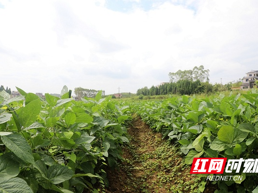 大豆高产有门道，这些技术你掌握了吗