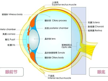 从修复到超越：当视网膜技术路线不再只为“复明”