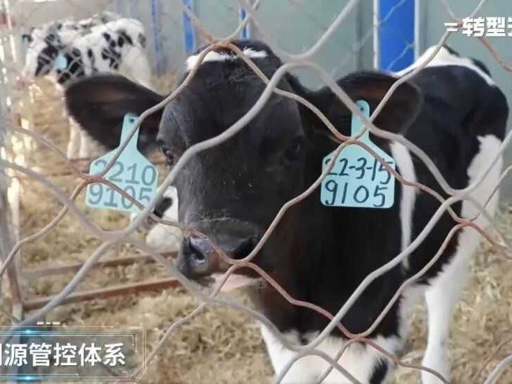 牛脸识别、AI营养师，这群牛正被“数据”精心饲养