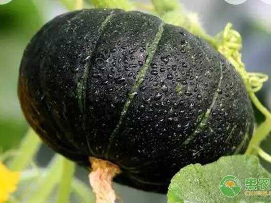 金丝栗瓜：从选种到采收的全流程种植秘诀