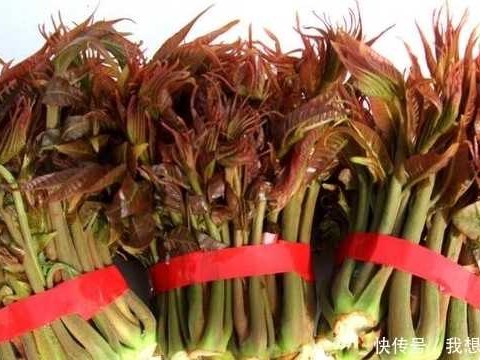 自家阳台变身香椿小园，新鲜椿芽随手摘