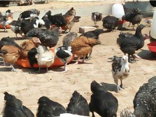 咱养蛋鸡的那些实在道道儿，您摸透了几条？