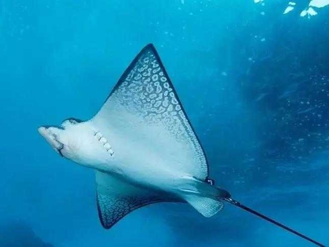 智能仿生鱼：潜入深海的AI精灵