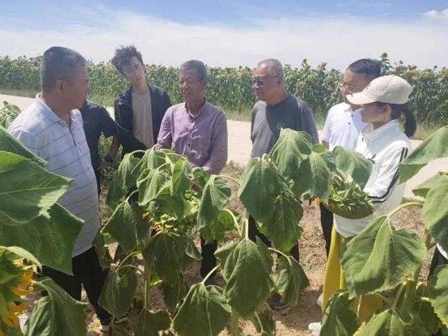 油葵栽培技术大全：老农教你种出满园金葵花