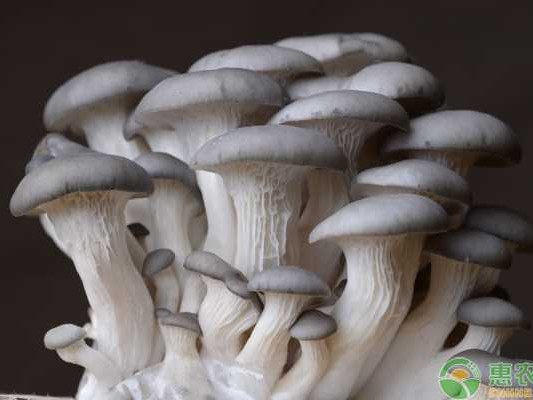 手把手教你平菇熟料栽培，让菌棒“熟”出好菇来