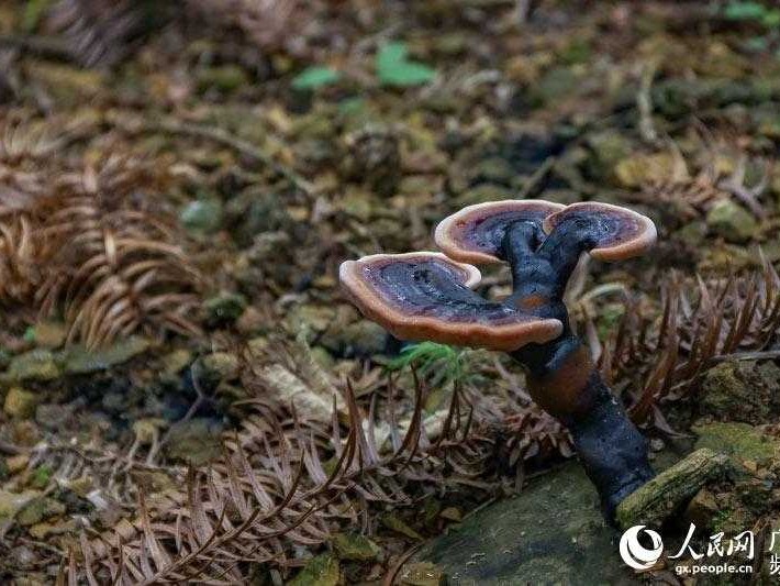 灵芝栽培种植技术秘辛大公开
