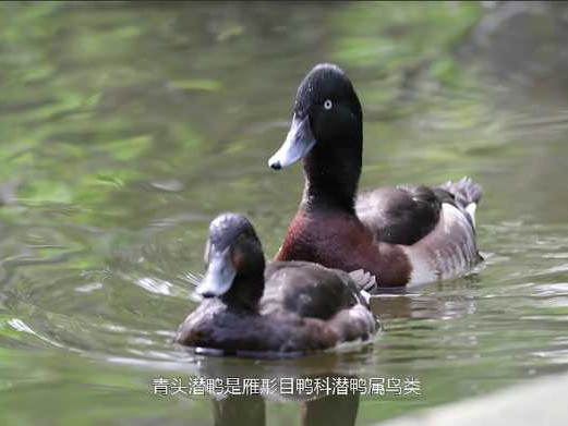 孵化鸭子技术全攻略：从零开始轻松孵出小鸭子