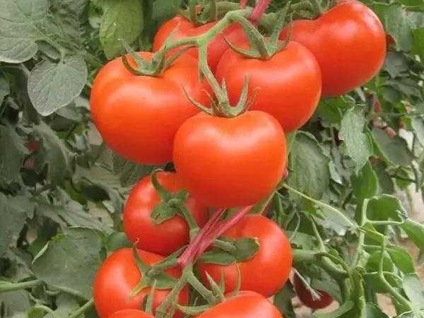 西红柿高产种植全攻略：从选种到采收的实用技巧