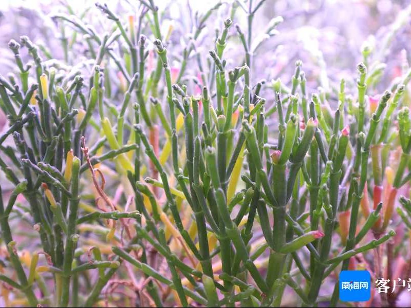 想要种好霸王花？这份“懒人”都学得会的实战路线图请收好