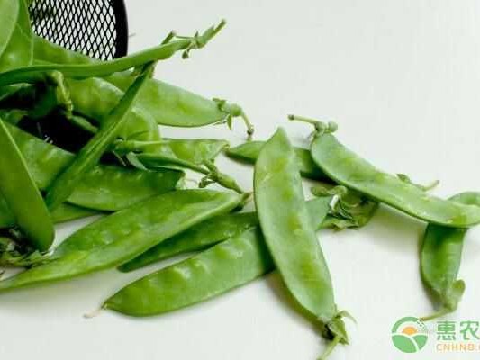 豌豆地里唠点实在嗑