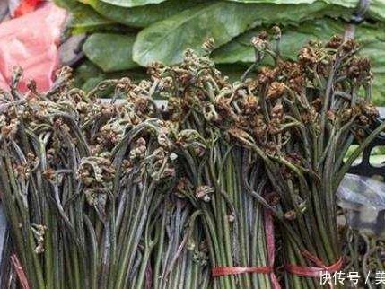 山野之王的田园新生：手把手教你种出鲜嫩蕨菜