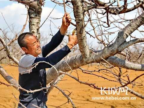 掌握桉树剪枝核心技术要求，让林木生长快、木材价值高