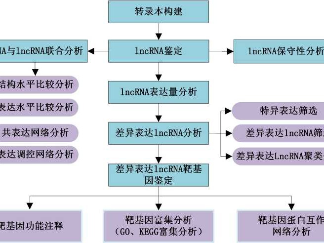 长链非编码RNA芯片：照亮生命“暗物质”的科研利器