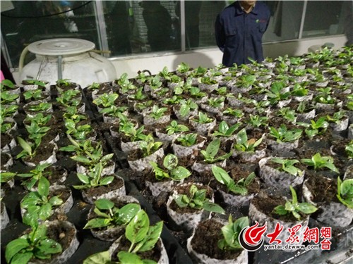 从新手到高手：让你的树苗栽一棵活一棵的实用秘籍