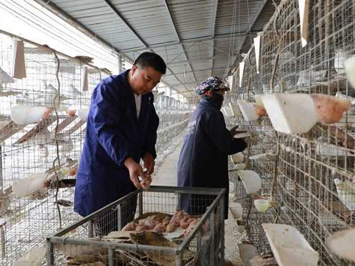 白鸽养殖技术全攻略：从入门到精通，轻松养出健康白鸽