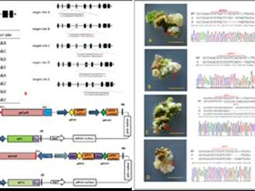 基因改造入门指南：从实验室到生活的技术革命