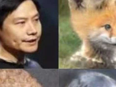 猫咪视频换脸AI整理全攻略，让你的萌宠视频更出彩