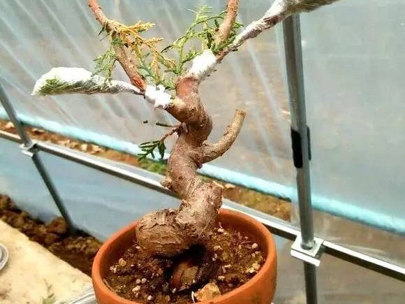 嫁接技术大揭秘：老祖宗的智慧与现代新花样