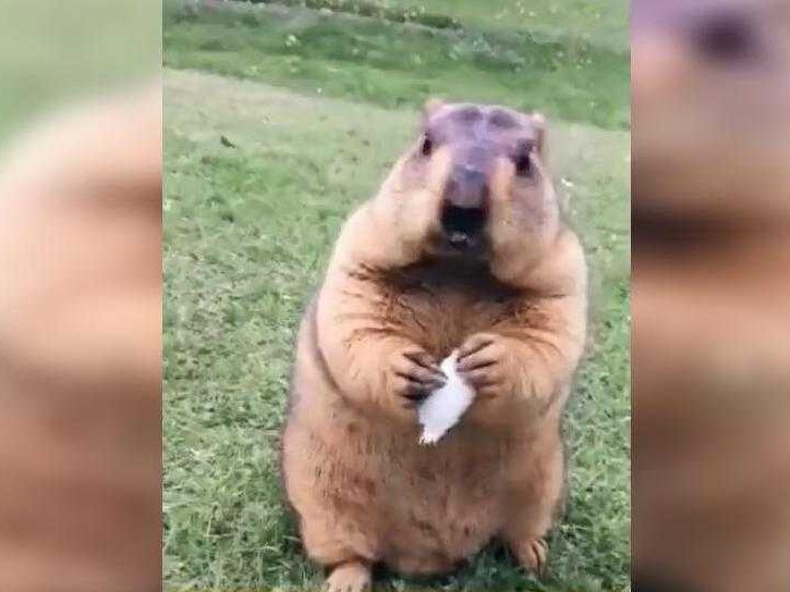 那只戴墨镜的土拨鼠，咋就成了全网羡慕的旅行博主？