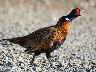 山鸡野鸡养殖实用指南：从小规模起步到稳定收益的全流程解析