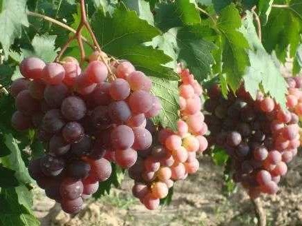 温室藤稔葡萄管理经 从修剪到采收的精细活计