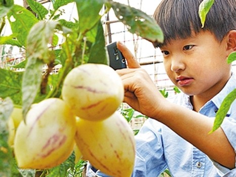 冬天棚里头那一口“鲜”，咋伺候出来？反季节水果种植的里头门道