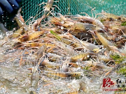 养好罗氏虾：从选苗到起捕的致富经