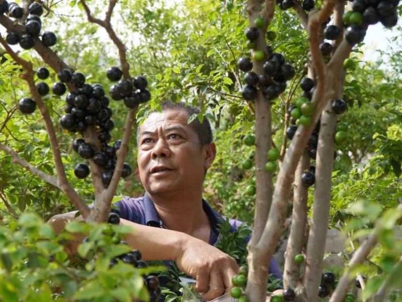 嘉宝果种植技术全攻略：让你轻松成为果园高手