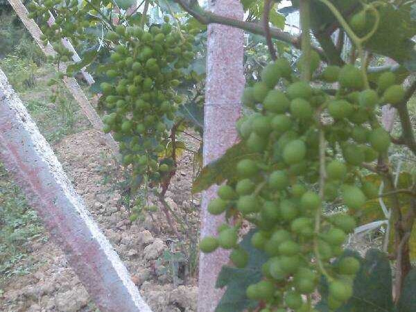 姑娘果栽培技术指导全攻略手把手教你种出甜脆好果子