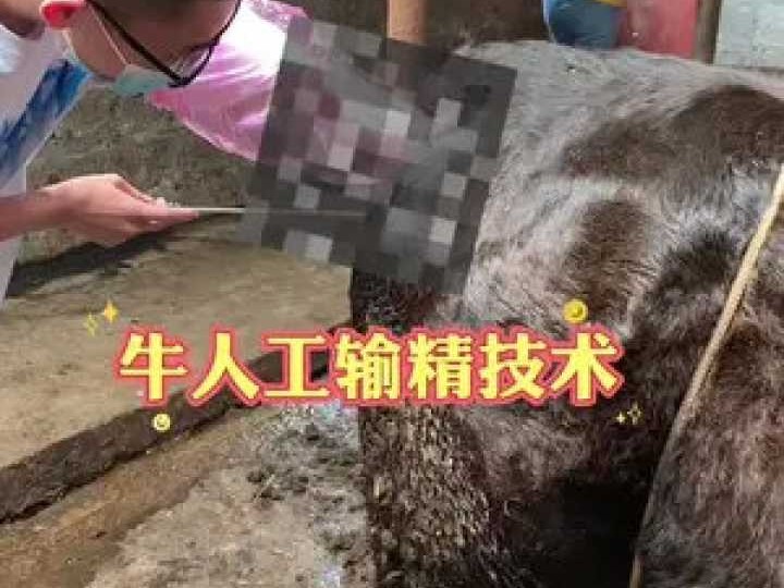 养牛人的福音：掌握这些技巧，让奶牛配种不再靠运气