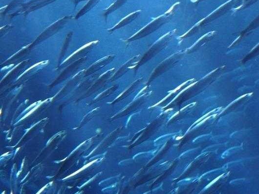 瞧瞧水下那热闹劲儿：图像技术如何解码鱼群秘密