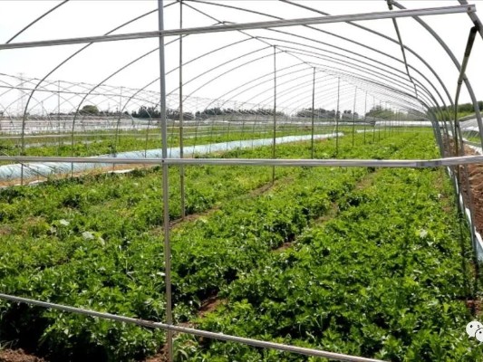 大棚芹菜栽培全攻略：从选种到采收的黄金法则