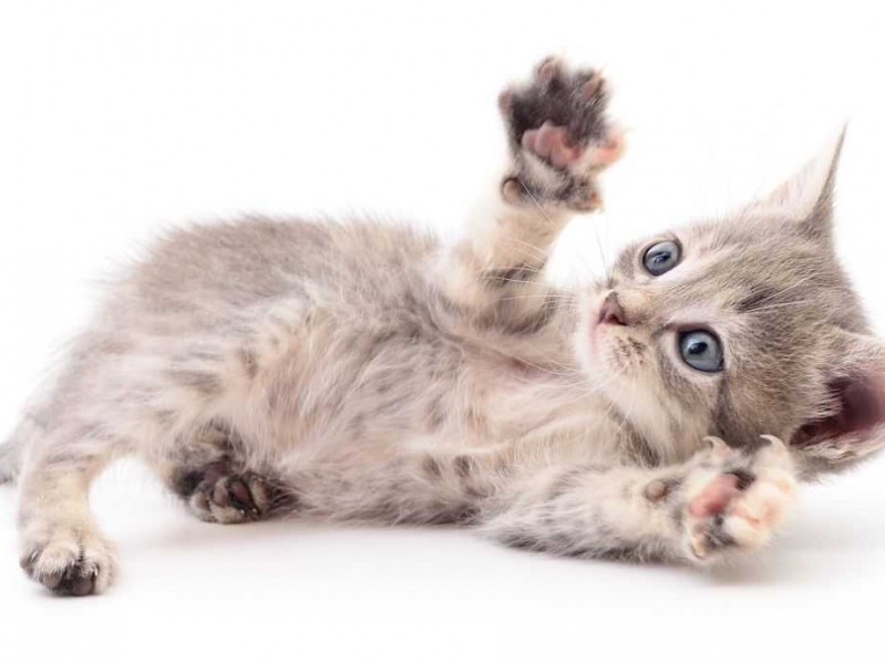 整理内容不用愁，小猫开人工智能来帮手