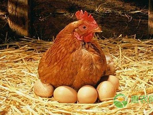 养鸡这行当里的门道：从育雏到抓钱的实战经验（咱老百姓自己的土法子）