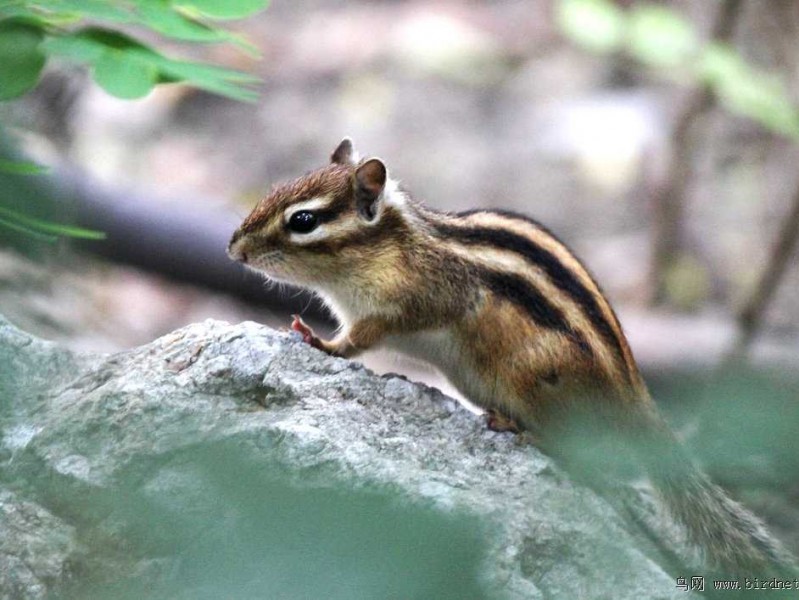 洛阳松鼠AI教育到底靠谱不？听听本地家长咋说滴