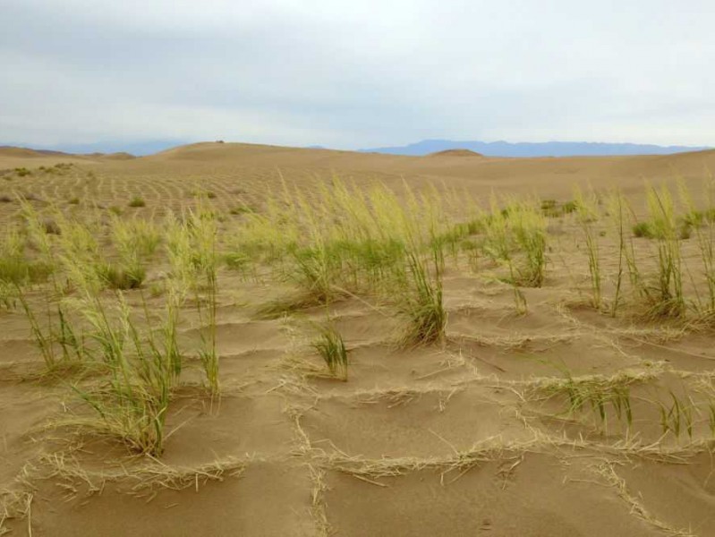 变沙漠智能：让荒芜之地焕发新生的奇迹
