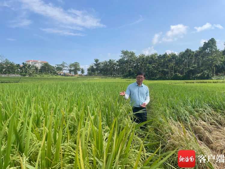 《稻田四诱技术：巧施妙计虫口夺粮，生态种植效益倍增》