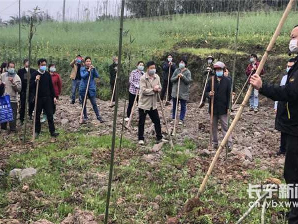 竹笋高产种植有妙招，科学管理效益高