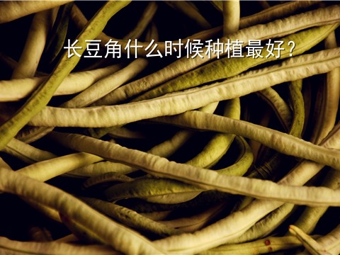 四棱豆想高产千万别瞎干 听听老农民的这些实在话