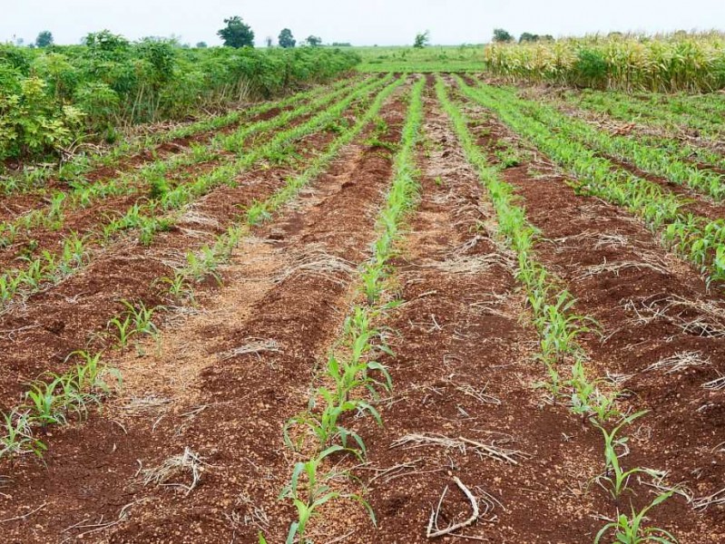 老外收红薯技术大起底：从地里到海外的高科技之旅