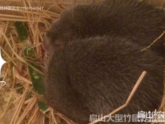 养竹鼠技术与视频全攻略