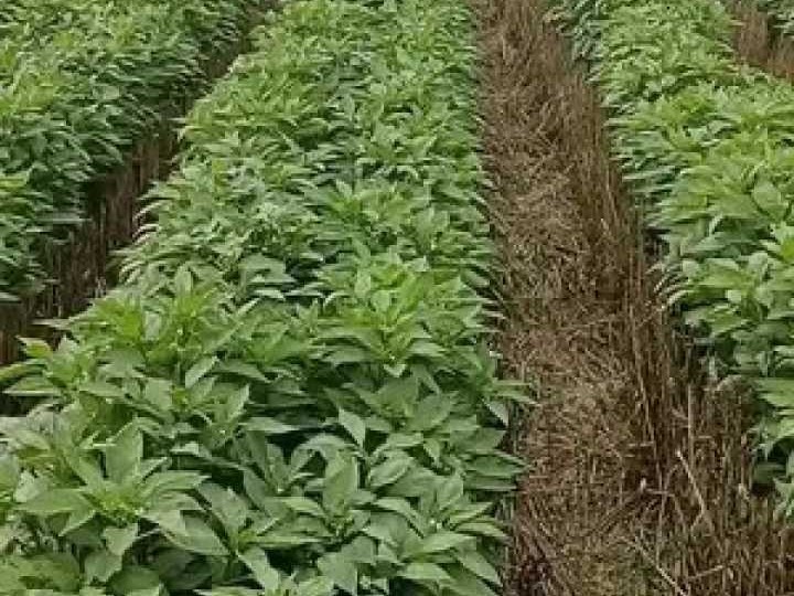 麦田里套辣椒，一亩地挣出双份钱