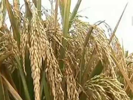 稻田里也能种出好莲藕？这套技术视频手把手教你