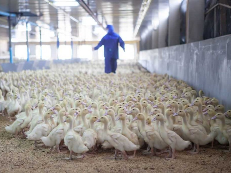 养鹅崽技术：老农心得大公开