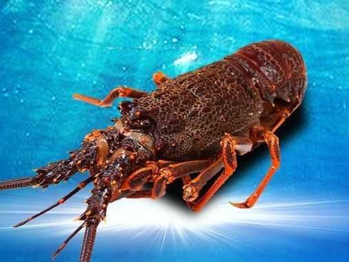 龙虾养养殖技术全解，让你从小白变高手