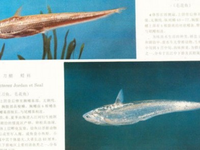 从入门到放弃？不！手把手教你搞定贵鱼养殖那些事儿