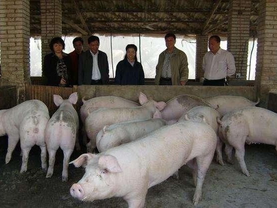 养猪想挣钱？《农广天地》里那些掏心窝子的土办法，比老兽医还管用！