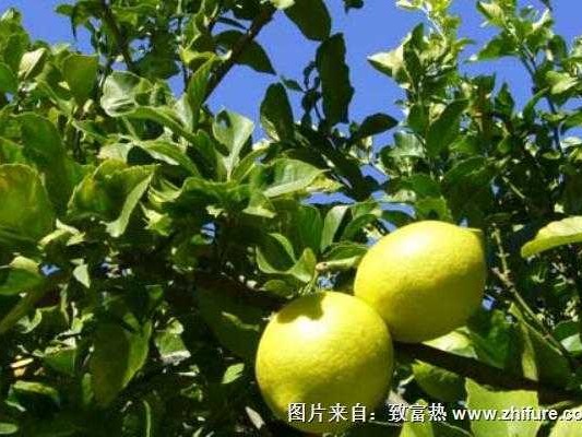 盆栽柠檬的种植技术全攻略，阳台变身小果园不是梦