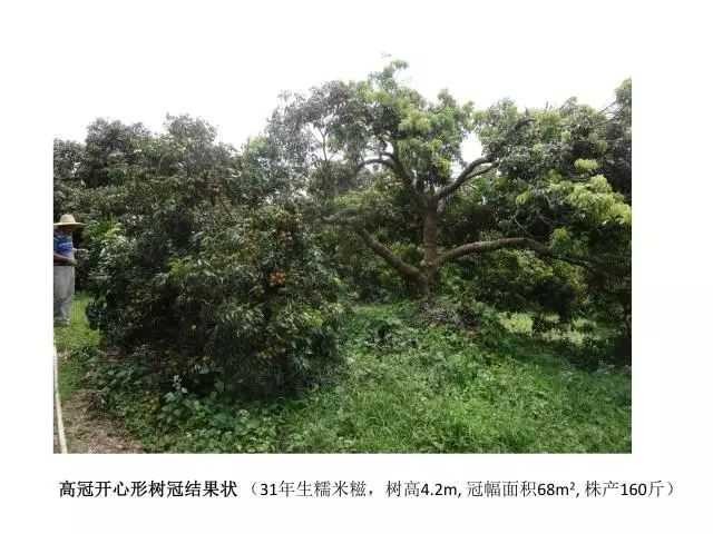 荔枝修剪技术全解析