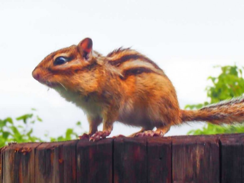 魔王松鼠AI：不是冰冷机器，是懂你情绪的学习伙伴